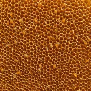 honey background