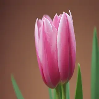 tulip iphone wallpaper