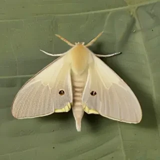 silk moth