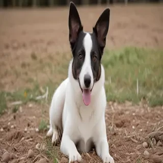aussie dog