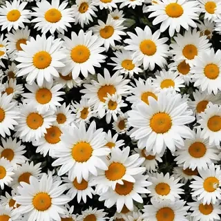 iphone daisy wallpaper