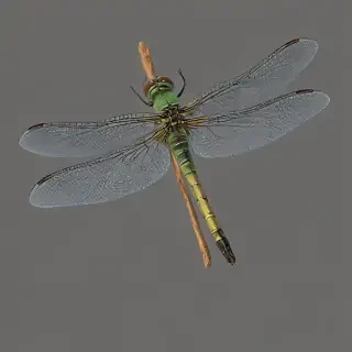 dragonfly png