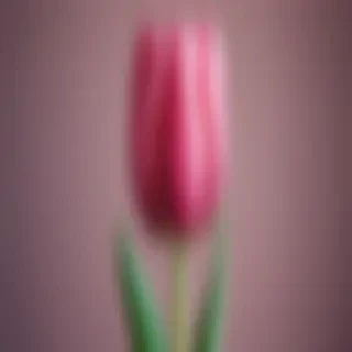 tulip iphone wallpaper