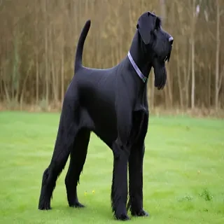 giant schnauzer