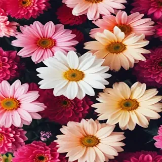iphone wallpaper flowers