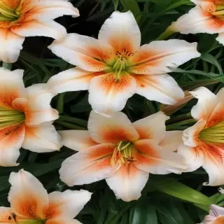 lily flower
