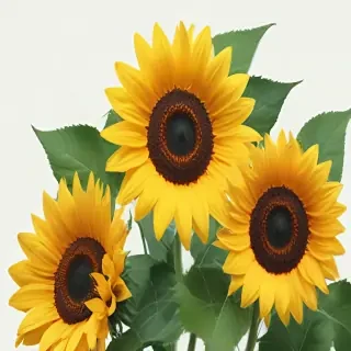 sunflowers png