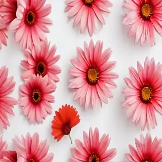 flower on white background
