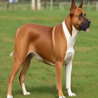bull arab dog breed
