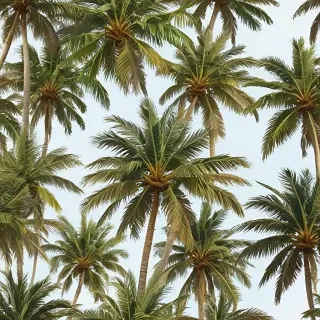 palm trees png