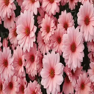 wallpaper aesthetic flowers