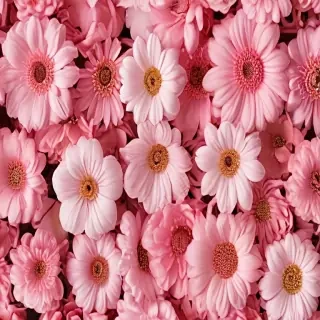 flower aesthetic backgrounds