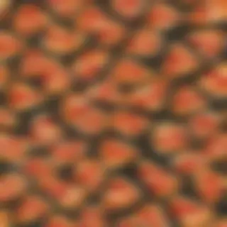 pizza slice png