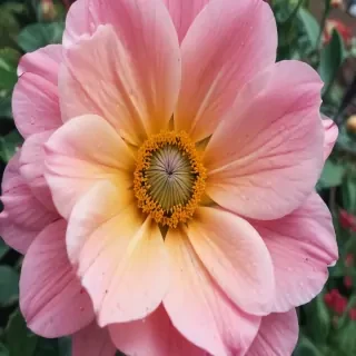 iphone flower background