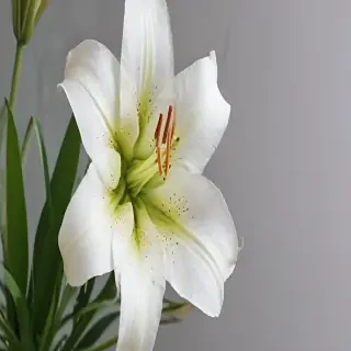 lily flower