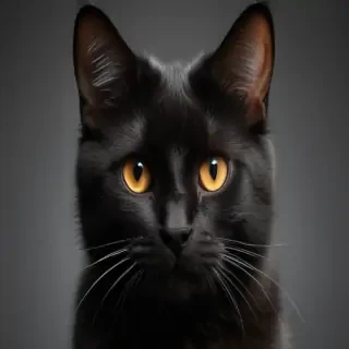 cat black png