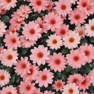 flower aesthetic wallpaper