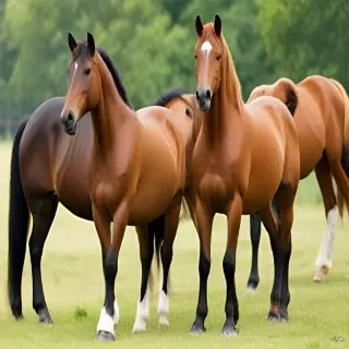 horses clip art