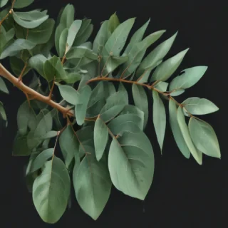 transparent eucalyptus clipart