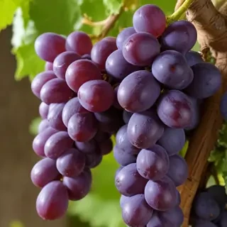 grape png
