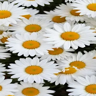 daisies png