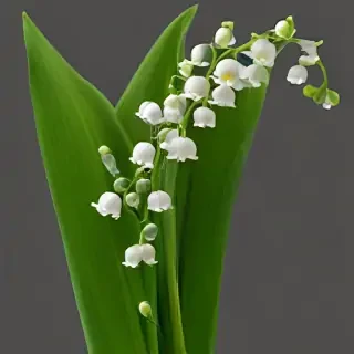lily of the valley png