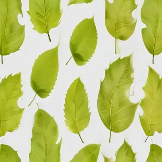 leaf transparent background