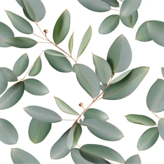 eucalyptus png