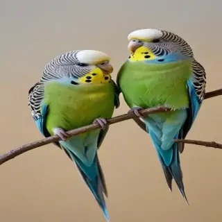 budgies
