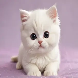 cute kitty backgrounds