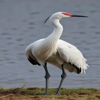 crane bird