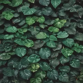 plants background iphone