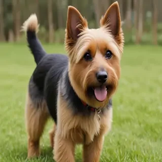 australian terrier dog breed