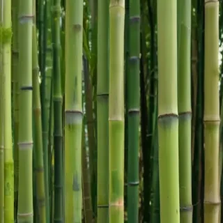 bamboo png