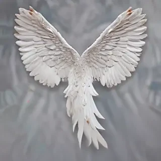 angel wing pictures