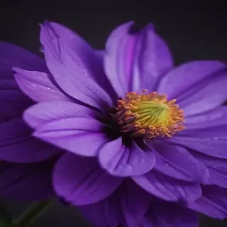purple flower iphone wallpaper