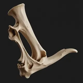 bone png