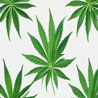 marijuana leaf transparent background
