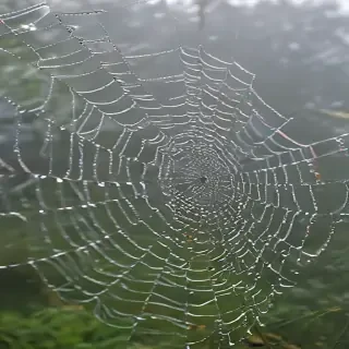 spiderweb
