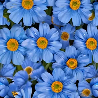 blue flowers background