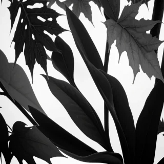 leaves black and white