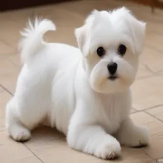 maltese dog breed