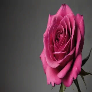 rose with black and white background