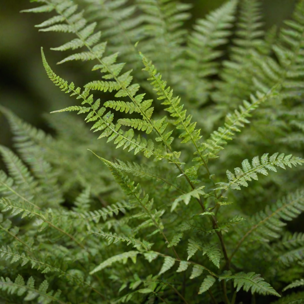 macro shot of green fern leaves with a blurred background, ISO 200, f/2.8, 1/100 sec, natural lighting, DSLR camera, shallow depth of field