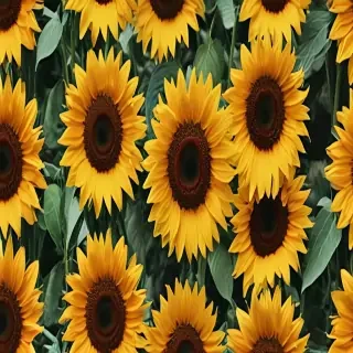 aesthetic sunflower wallpaper