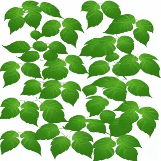 transparent leaves png
