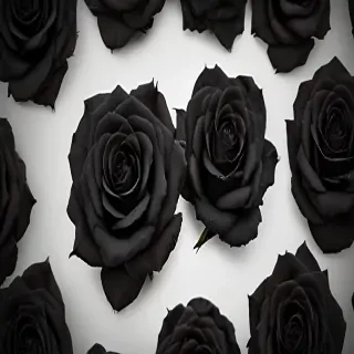 black roses background