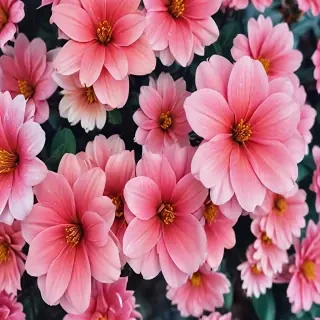 iphone wallpaper flower background