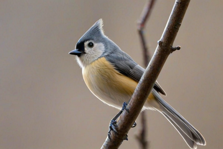 titmouse bird