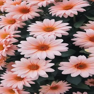 cute aesthetic wallpapers flowers